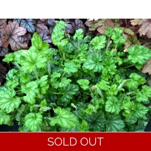 Heuchera 'Pilley Pink' Heucheraholics series